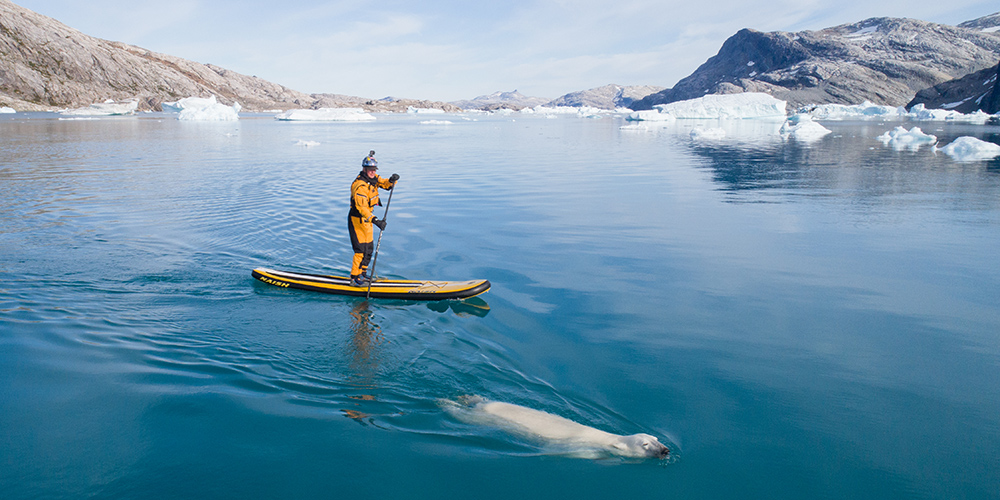 Mike Libecki on a stand up paddle board with a seal swimming next to him